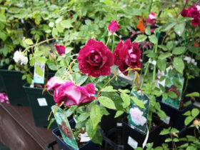 ５月入荷中の花苗の紹介