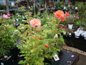 ５月入荷中の花苗の紹介