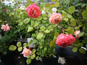 ５月入荷中の花苗の紹介