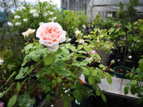 ５月入荷中の花苗の紹介