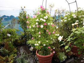 ５月入荷中の花苗の紹介