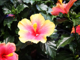 ５月入荷中の花苗の紹介