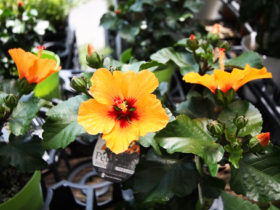 ５月入荷中の花苗の紹介