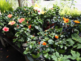 ５月入荷中の花苗の紹介