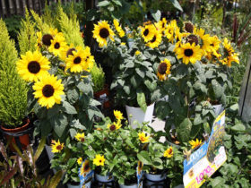 ５月入荷中の花苗の紹介