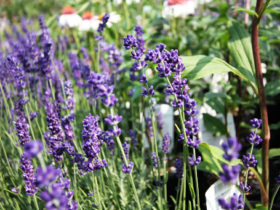 ６月入荷中の花苗の紹介