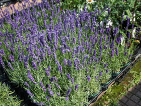 ６月入荷中の花苗の紹介