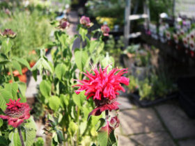 ６月入荷中の花苗の紹介