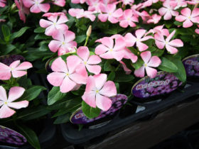 ６月入荷中の花苗の紹介