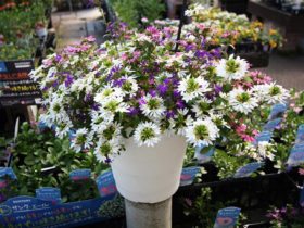 ６月入荷中の花苗の紹介