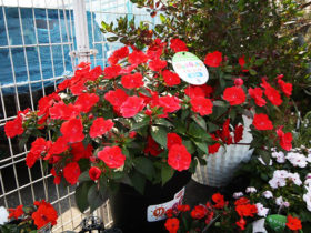 ６月入荷中の花苗の紹介