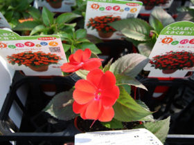 ６月入荷中の花苗の紹介