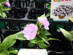 ６月入荷中の花苗の紹介
