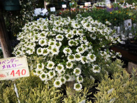 ６月入荷中の花苗の紹介