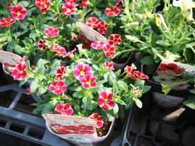 ６月入荷中の花苗の紹介