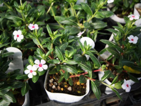 ６月入荷中の花苗の紹介