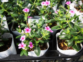 ６月入荷中の花苗の紹介