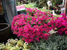 ６月入荷中の花苗の紹介