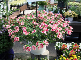 ６月入荷中の花苗の紹介