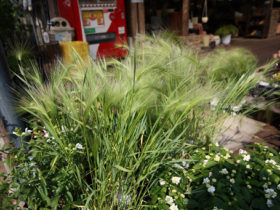 ６月入荷中の花苗の紹介