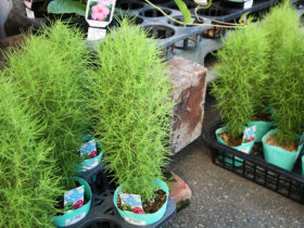 ６月入荷中の花苗の紹介
