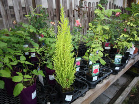 ６月入荷中の花苗の紹介