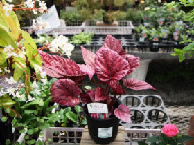 ６月入荷中の花苗の紹介