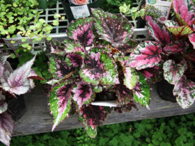６月入荷中の花苗の紹介