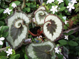 ６月入荷中の花苗の紹介