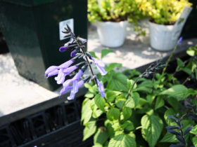 ６月入荷中の花苗の紹介