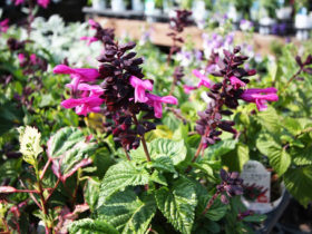 ６月入荷中の花苗の紹介