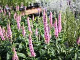 ６月入荷中の花苗の紹介