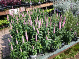 ６月入荷中の花苗の紹介