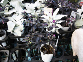 ６月入荷中の花苗の紹介