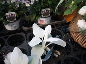 ６月入荷中の花苗の紹介