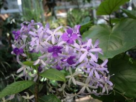 ６月入荷中の花苗の紹介