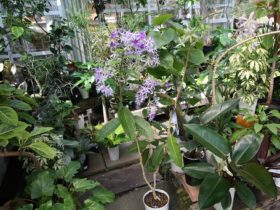 ６月入荷中の花苗の紹介