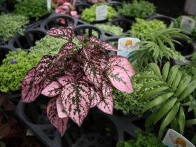 ６月入荷中の花苗の紹介