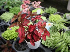 ６月入荷中の花苗の紹介