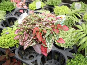 ６月入荷中の花苗の紹介