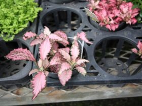 ６月入荷中の花苗の紹介
