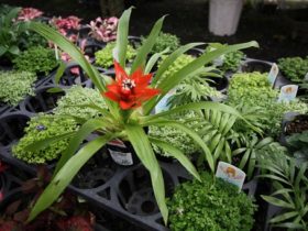 ６月入荷中の花苗の紹介