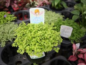 ６月入荷中の花苗の紹介