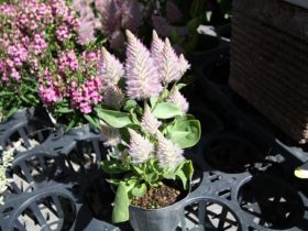 ６月入荷中の花苗の紹介