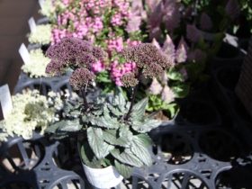 ６月入荷中の花苗の紹介