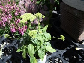 ６月入荷中の花苗の紹介