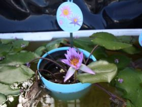 ６月入荷中の花苗の紹介