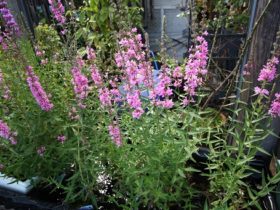６月入荷中の花苗の紹介