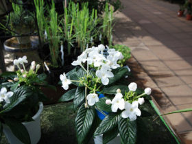 ８月入荷中の花苗の紹介