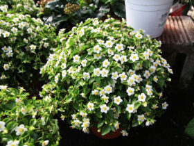 ８月入荷中の花苗の紹介